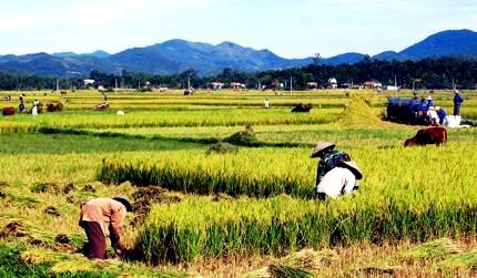 Vitalidad de Dai Phong